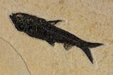 Fossil Palm and Fish Mural - Green River Formation, Wyoming #299796-4